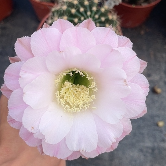编号30摘花脱土发货