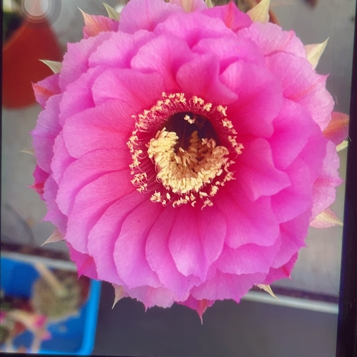 嘟嘟宝100号脱土发货
