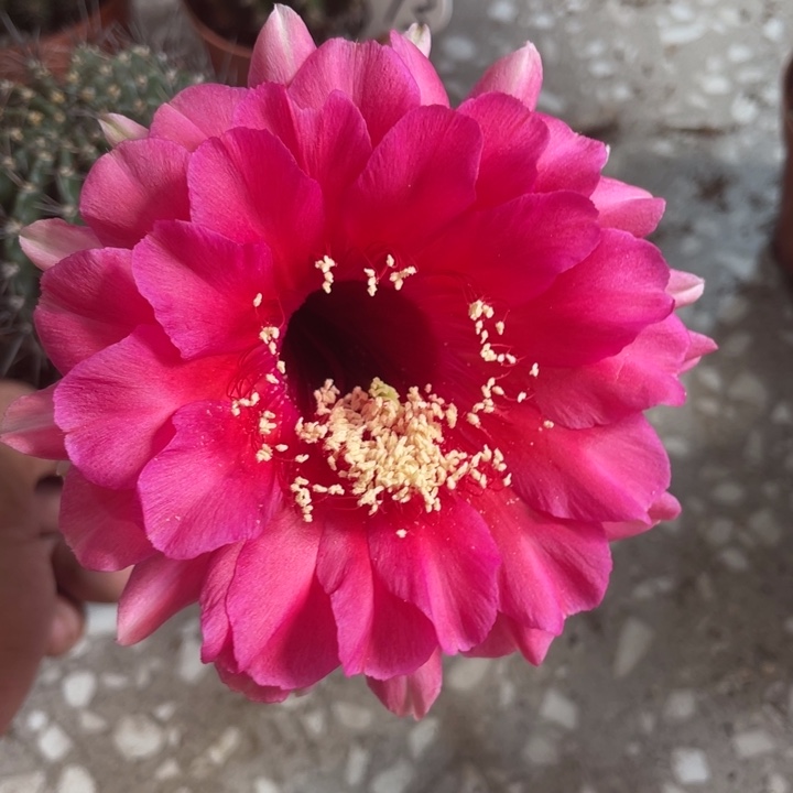 编号208摘花脱土发货