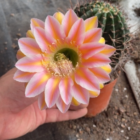 柏*焕编号242摘花脱土发货