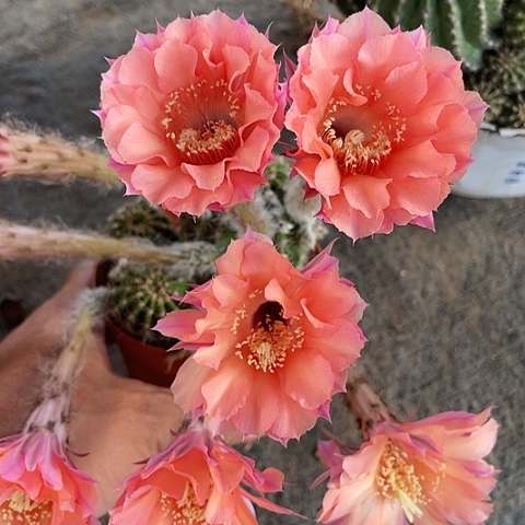 出一颗3公分侧牙脱土发货