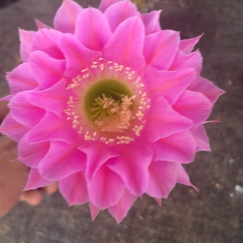 编号18摘花脱土发货