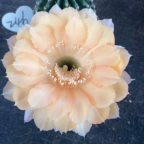 编号246摘花脱土发货