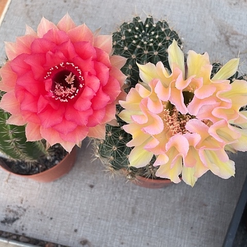 晨*两颗摘花脱土发货