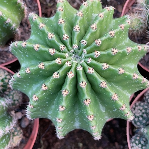 短刺胖子129带盆土发货