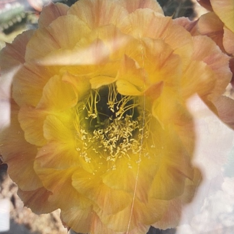 嘟嘟宝456号侧牙发货