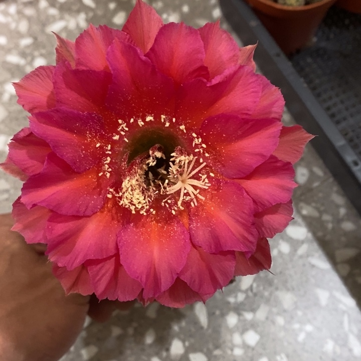 编号286摘花脱土发货
