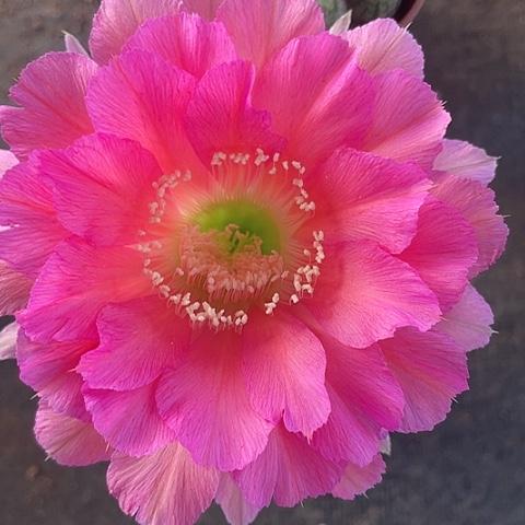 4**2编号28摘花脱土发货