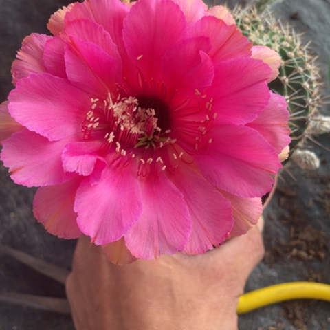 编号211摘花脱土发货