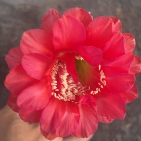 编号A44摘花脱土发货