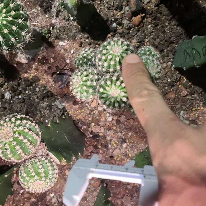 无*黄白1号摘花脱土发货