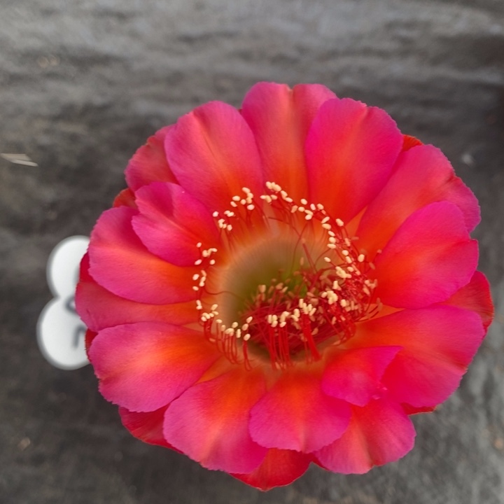 用****风编号290摘花脱土发货