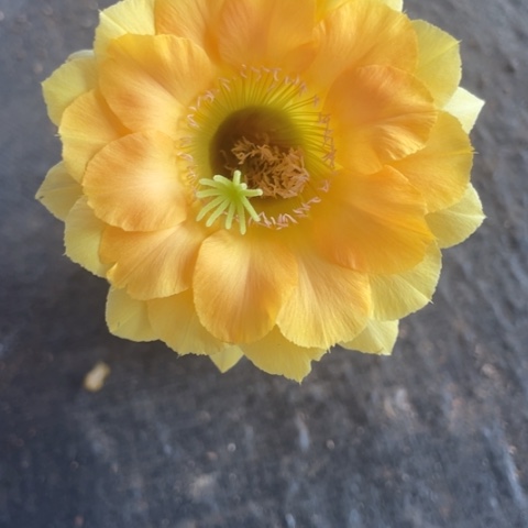 编号A2摘花脱土发货