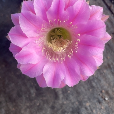 编号251摘花脱土发货