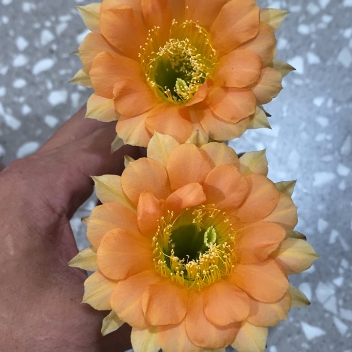 编号B4摘花脱土发货