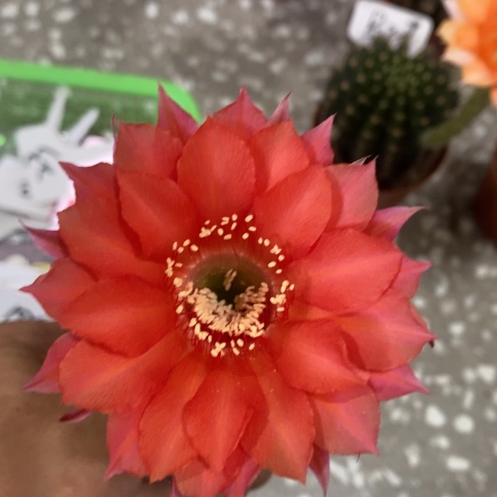 再****谁编号B71摘花脱土发货
