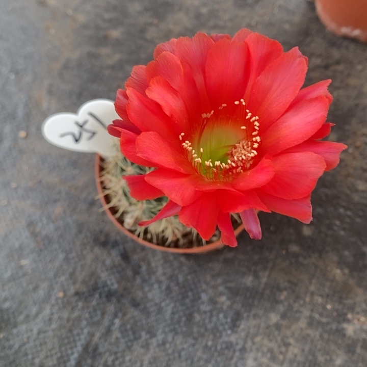 彩*编号251摘花脱土发货