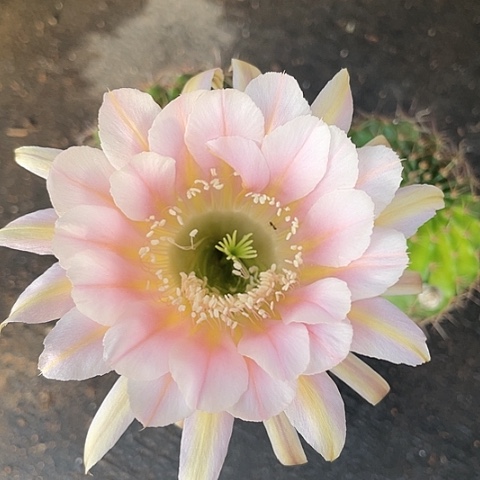 编号36摘花脱土发货