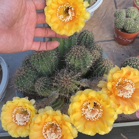 大群生彩草摘花脱土发货