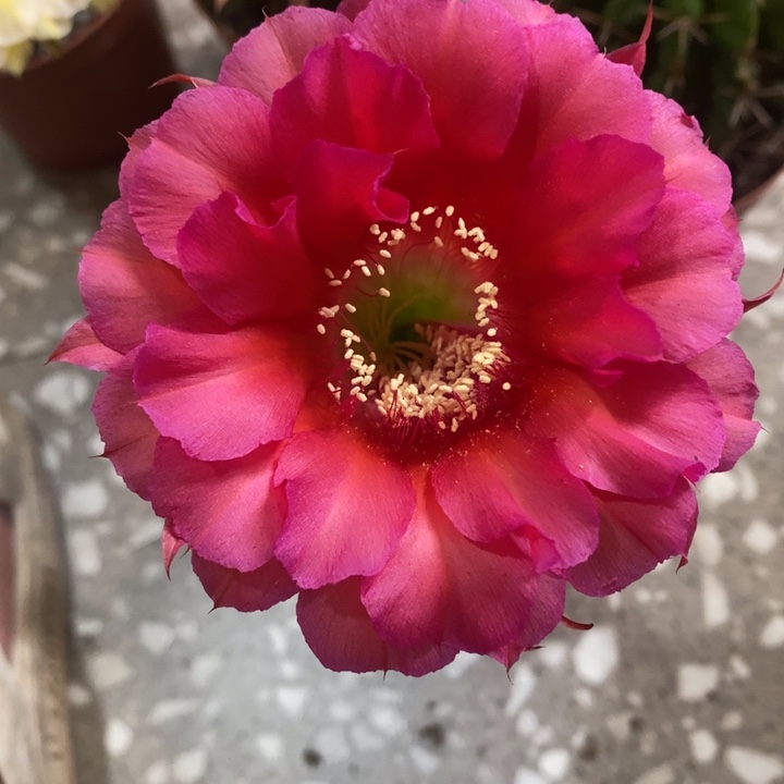 编号269摘花脱土发货