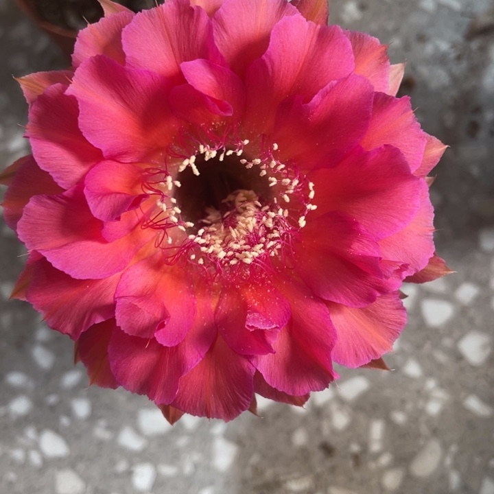 东**香编号201摘花脱土发货