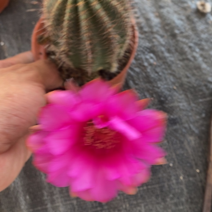 艾**艺编号42摘花脱土发货
