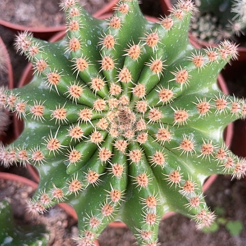 实生彩草脱土发货