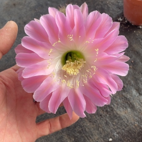 编号6摘花脱土发货
