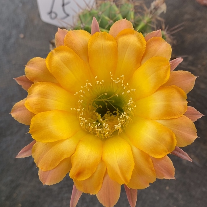 彩*编号65摘花脱土发货