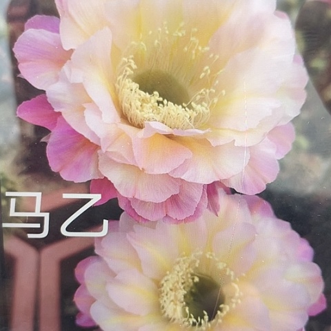 马乙仙人球带盆土发货