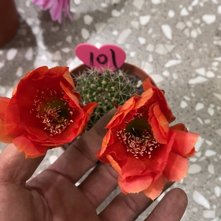 彦***飞编号101摘花脱土发货
