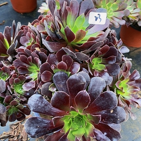 瓯紫妖桩多肉植物23多肉