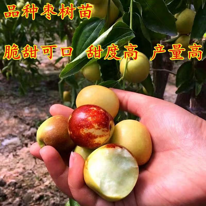 嫁接冬枣树苗三代短枝冰糖脆枣抗寒耐热南北方种植