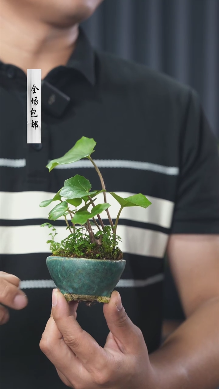 【闪购商品】越前芳水山野草