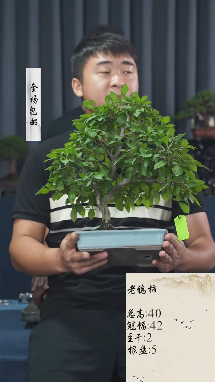 【闪购商品】老鸦柿
