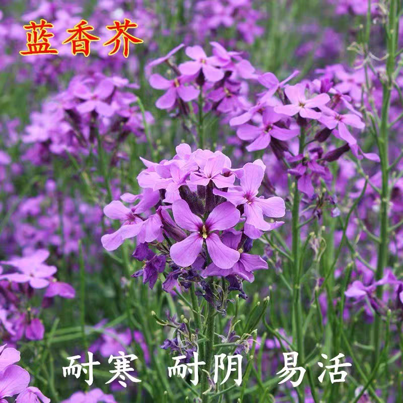 蓝香芥种子蓝色油菜花欧亚香花芥花种子易种花籽庭院四季易活紫色