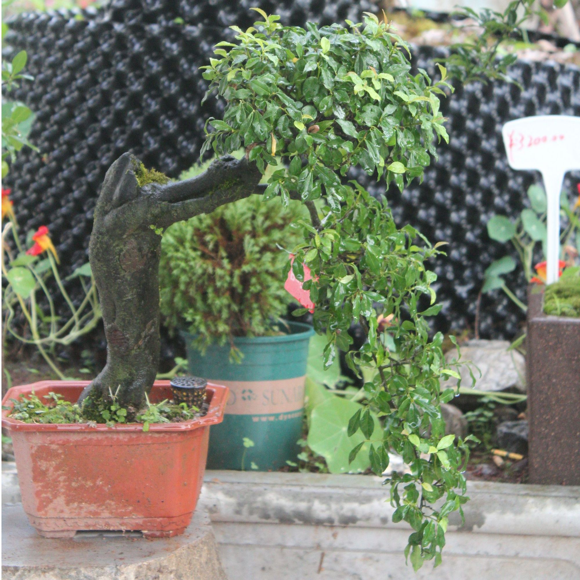 金弹子盆景花卉金弹子树老盆口灌木