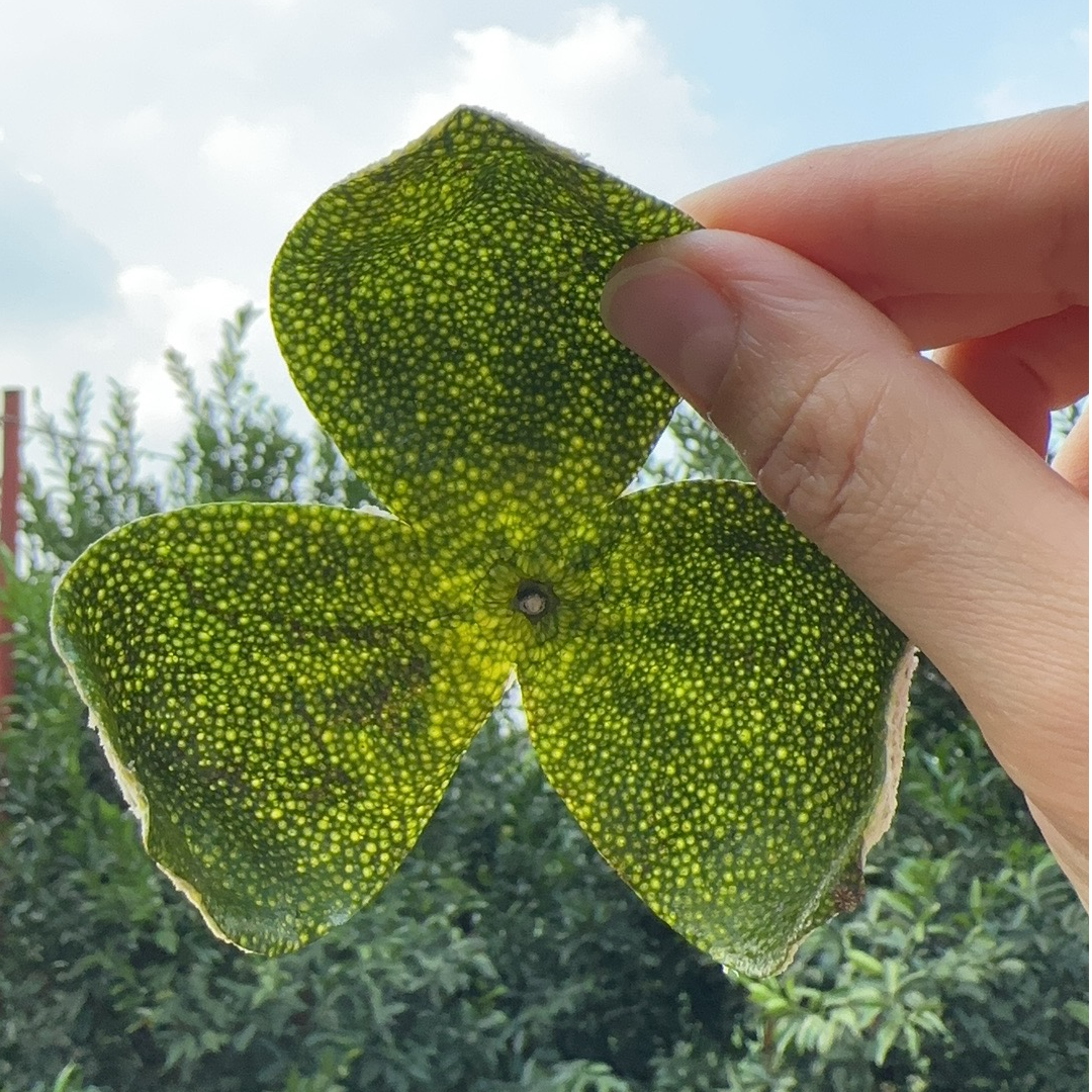 2025年天马圈枝二红皮纯天然生晒