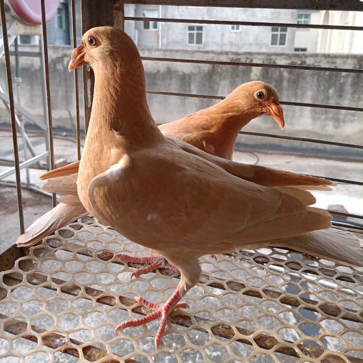 农村散养土鸽子黄金甲鸽子顺丰包邮