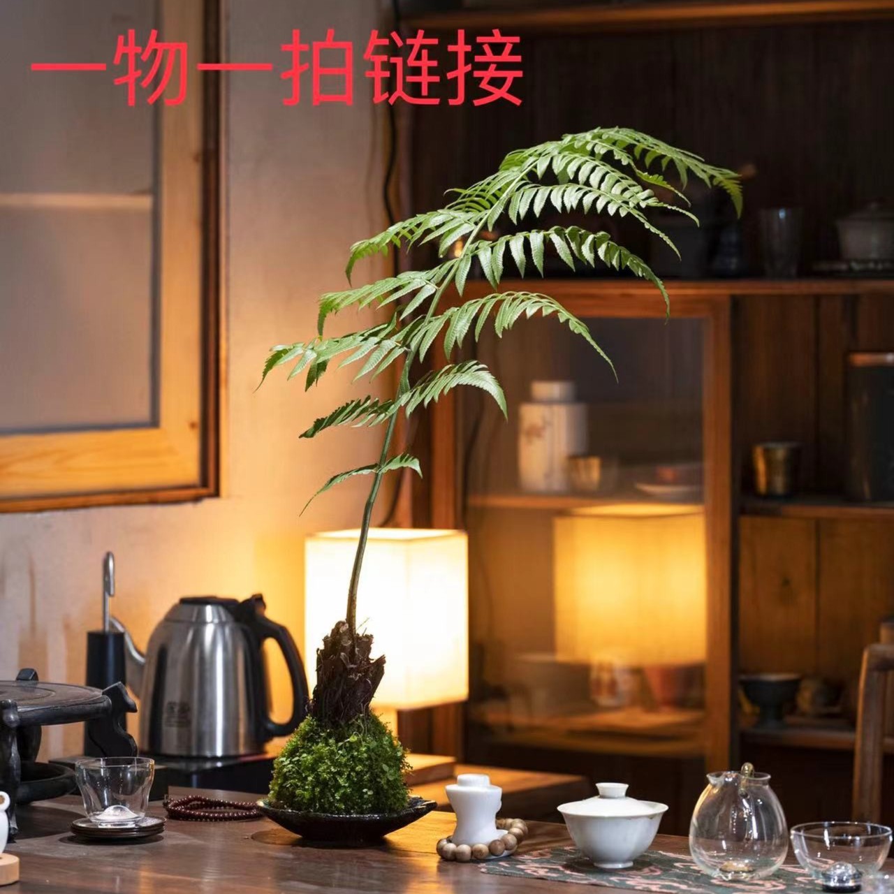 蕨类植物一叶禅蕨蕨紫琪蕨虹鳞蕨凤尾蕨禅意室内盆景一物一拍专拍