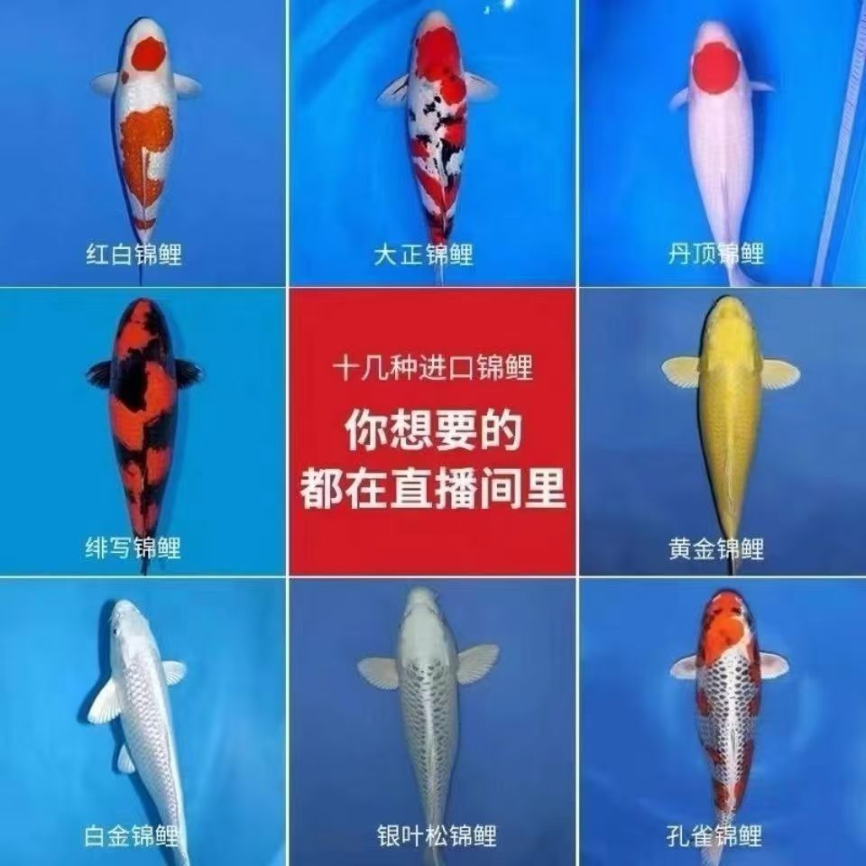 精品锦鲤福袋奖励25厘米以上尺寸