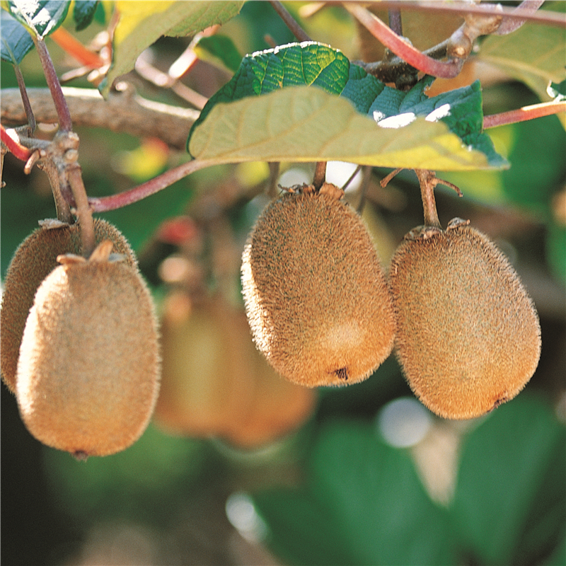 红心猕猴桃苗嫁接苗南北方种植盆栽地栽软枣猕猴桃树果苗当年结果