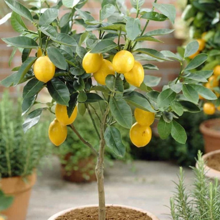 柠檬树苗带果柠檬苗绿植盆栽室内阳台庭院植物四季结果香水柠檬树