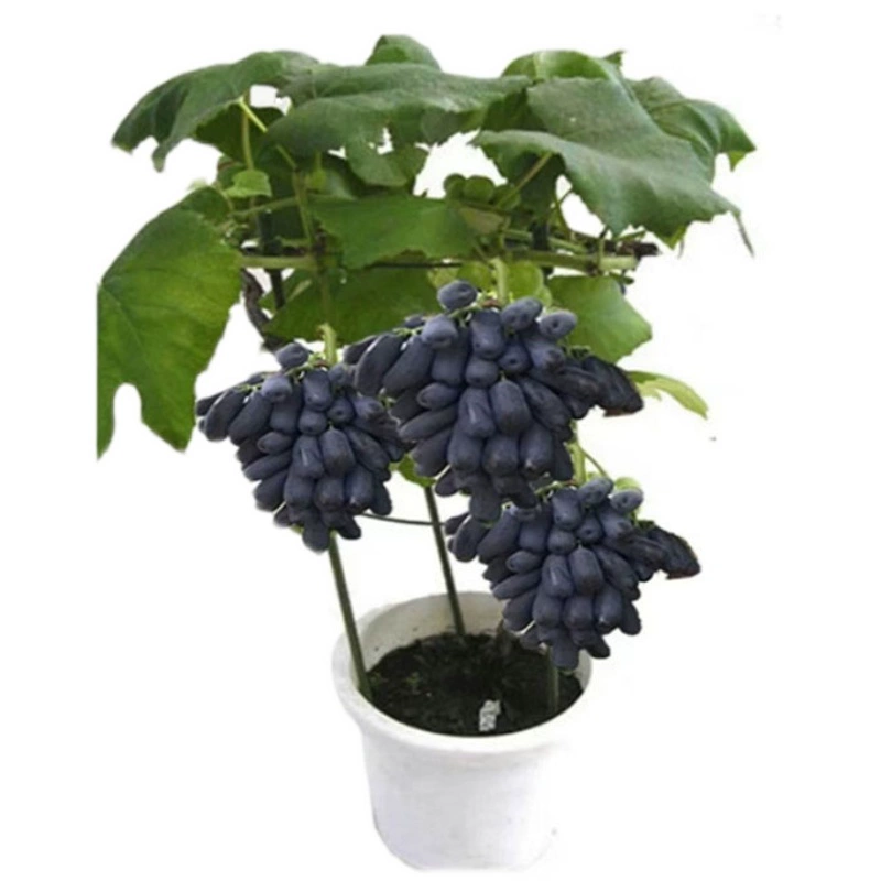 现挖葡萄树苖阳光玫瑰蓝宝石巨峰葡萄苗庭院爬藤树苗北方南方生长