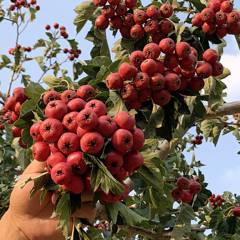 山楂树苗室内盆栽地栽苗南北方种植大金星甜山楂嫁接果树当年结果