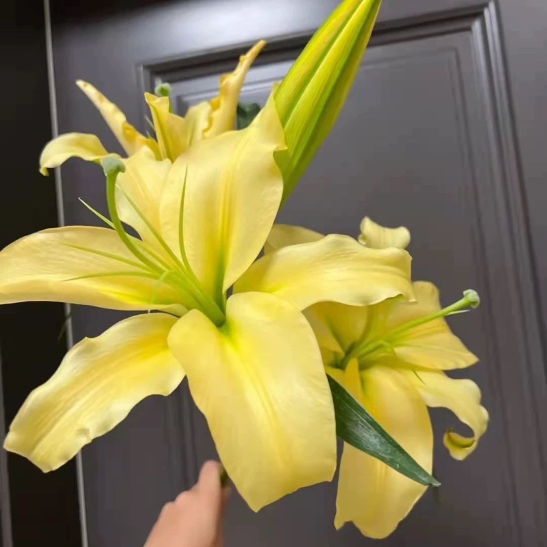 AA大皇帝香水百合 昆明基地直发（一单中通）