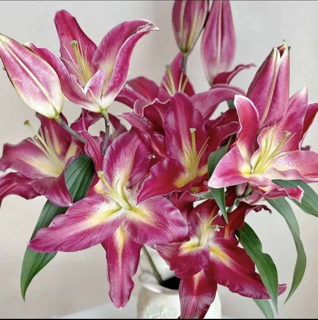 A级黑珍珠香水百合 昆明基地直发（显示发货后不退款）一单中通