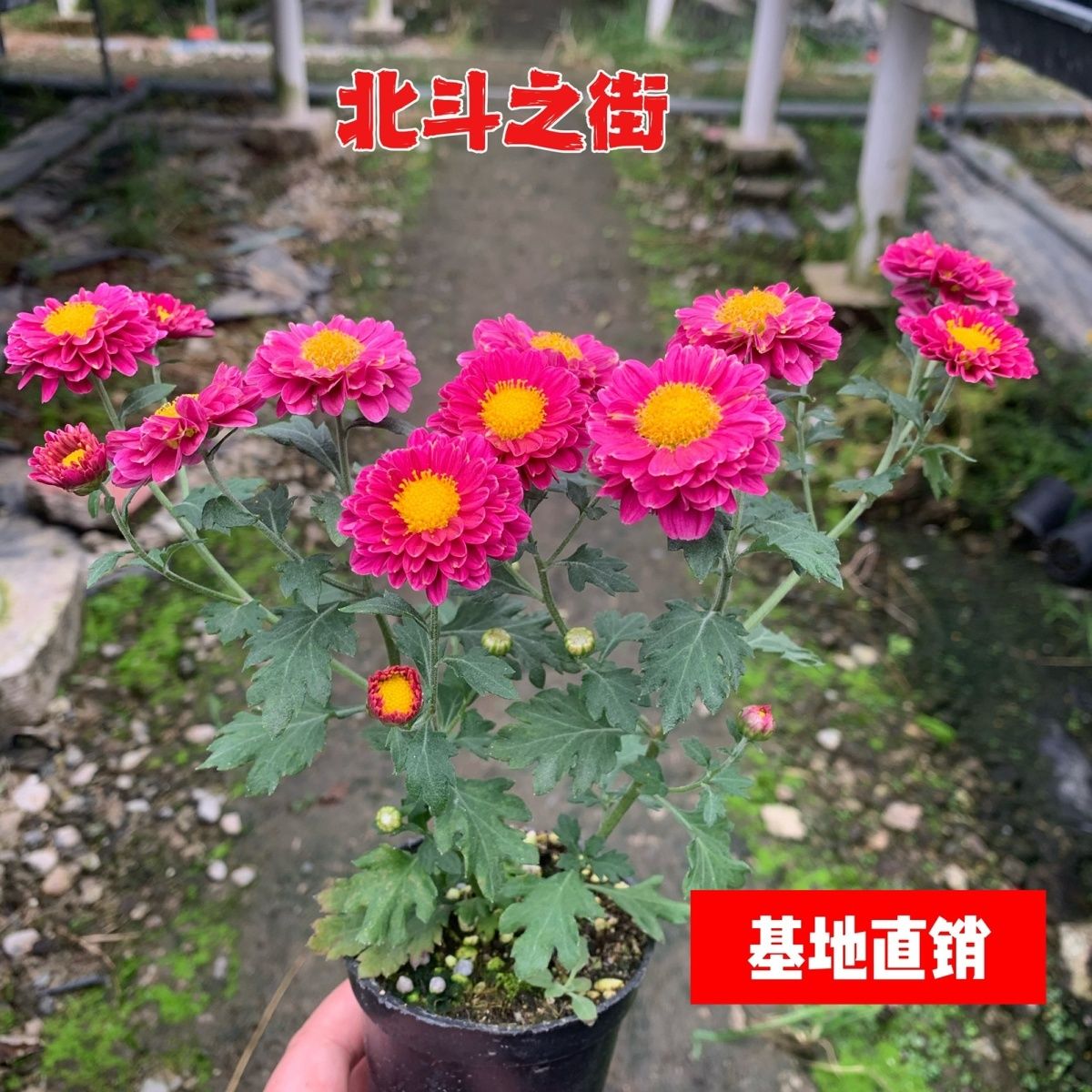 北斗之街盆景菊高山雅菊黄花耐寒耐热小皱菊好养阳台花园造景庭院