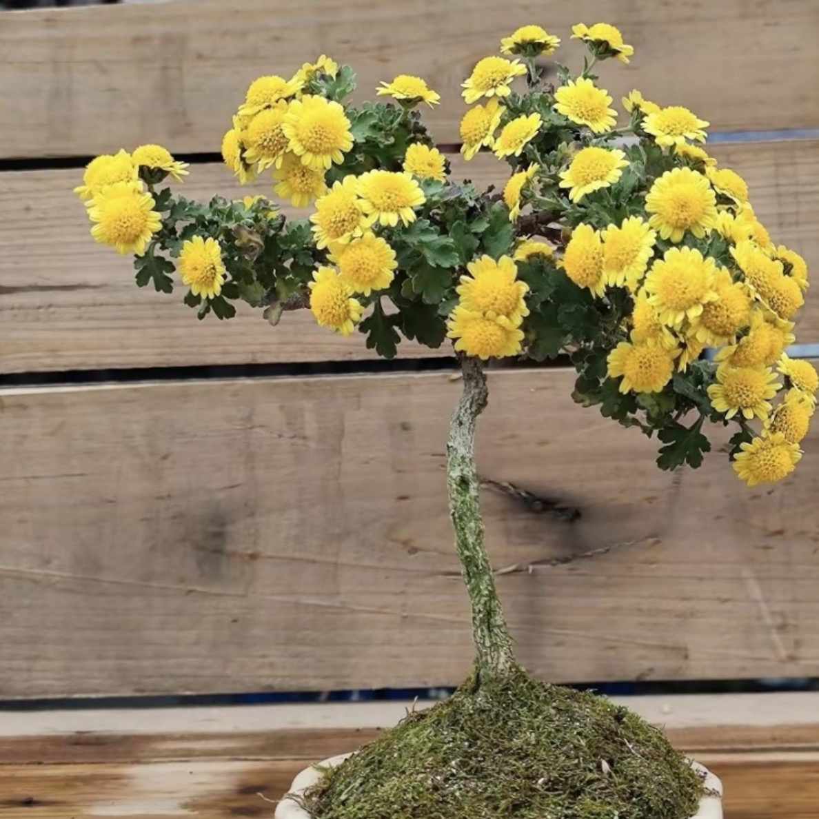 日本山野草黄虎菊高山雅菊黄花白菊红花北斗之星庭院花室内花卉
