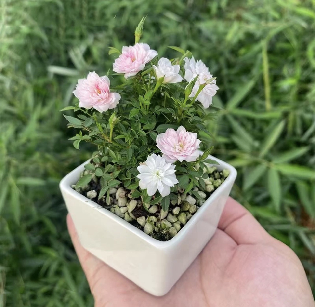 姬月季日本姬乙女姬超微蔷薇迷你微盆景阳台桌面四季花开盆栽花卉